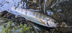 ヤマメの釣果