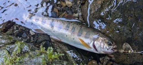 ヤマメの釣果