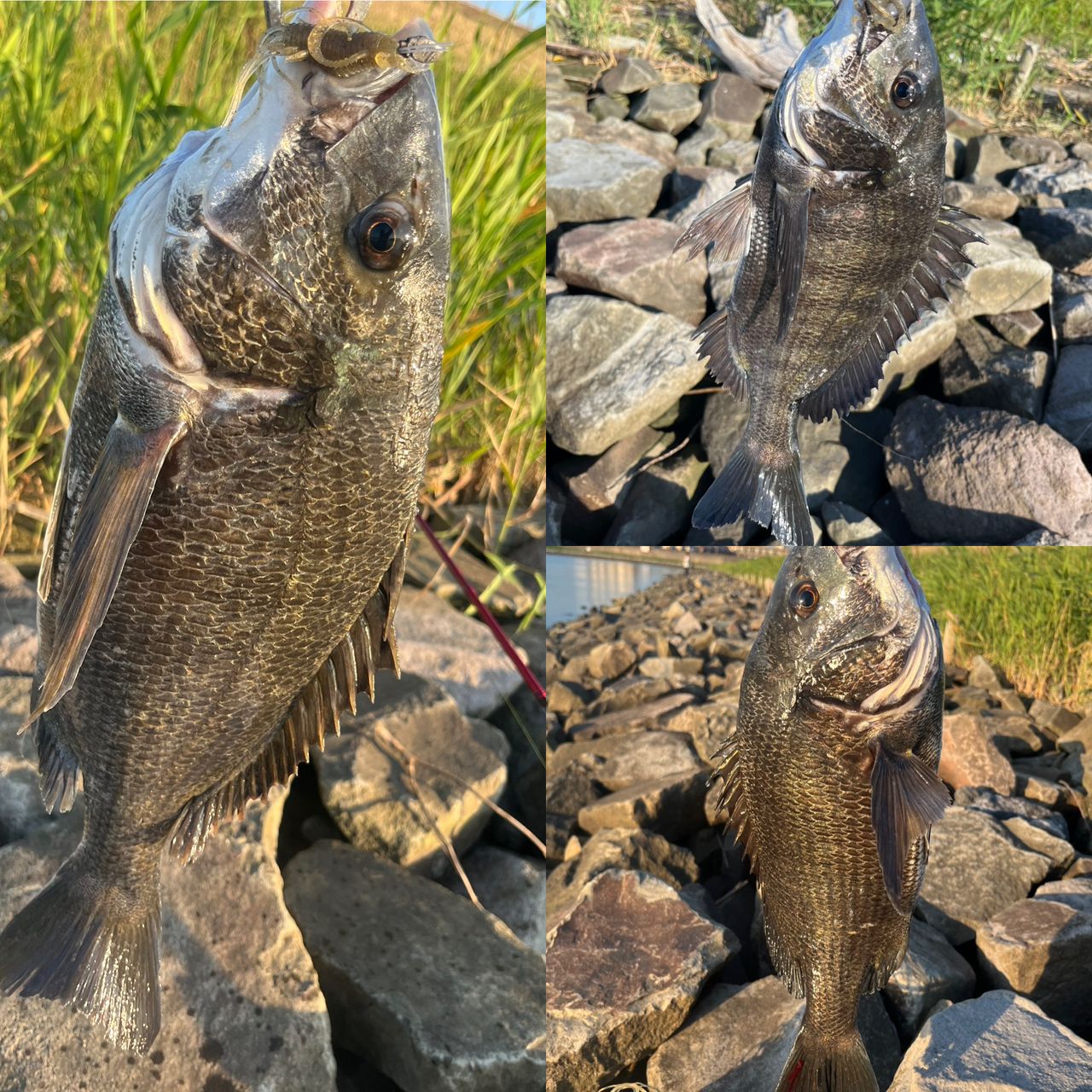クロダイ