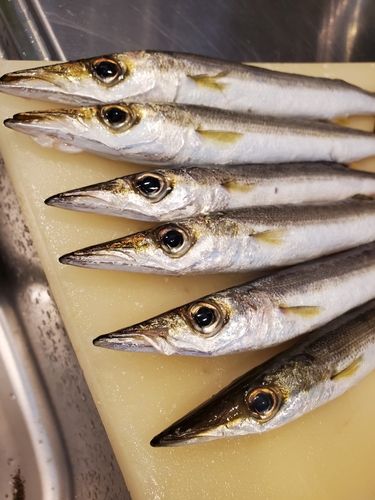 カマスの釣果