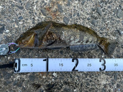 アイナメの釣果