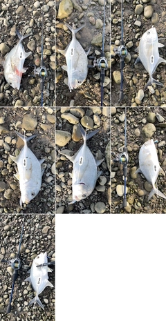 メッキの釣果