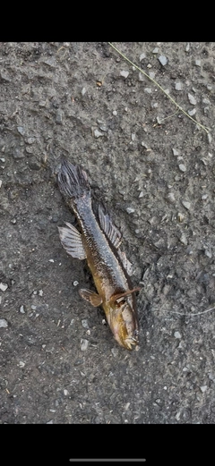 ドンコの釣果
