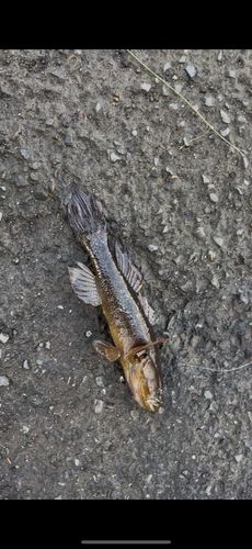 ドンコの釣果