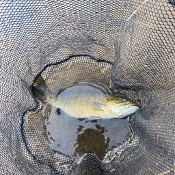 スモールマウスバス