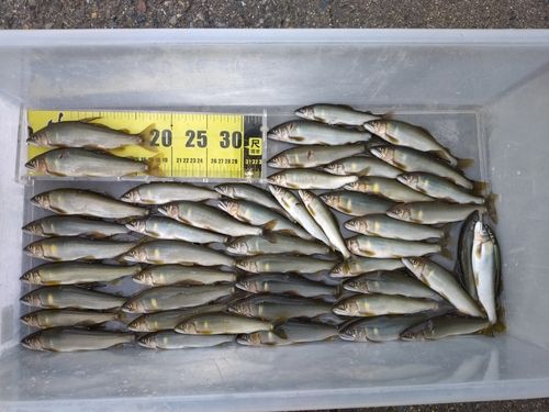 アユの釣果