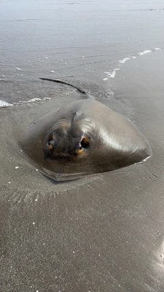 アカエイの釣果