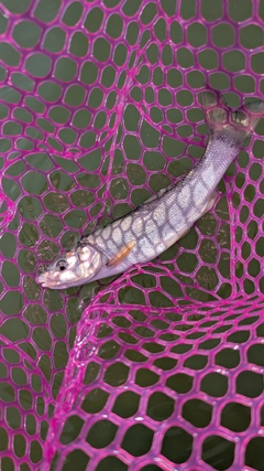 ウグイの釣果