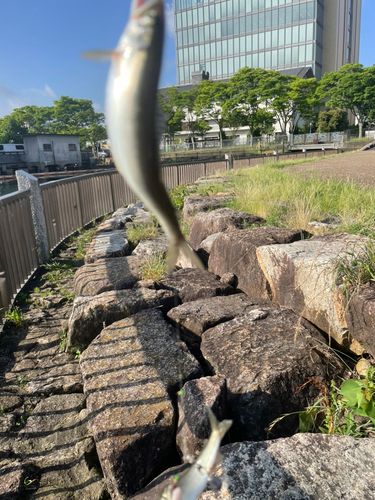コアユの釣果