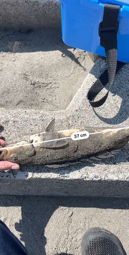 ホッケの釣果