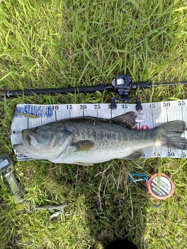 ブラックバスの釣果