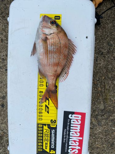 タイの釣果