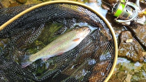 ニジマスの釣果