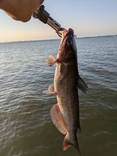 アメリカナマズの釣果