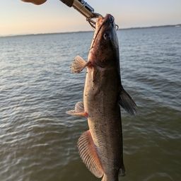 アメリカナマズ