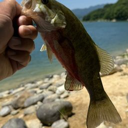 スモールマウスバス