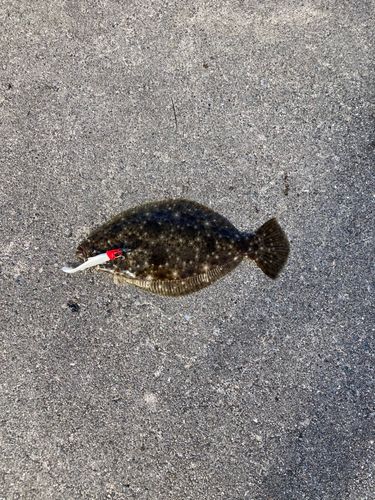 ヒラメの釣果