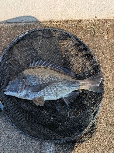 クロダイの釣果