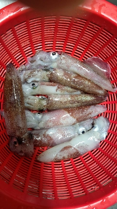 マメイカの釣果