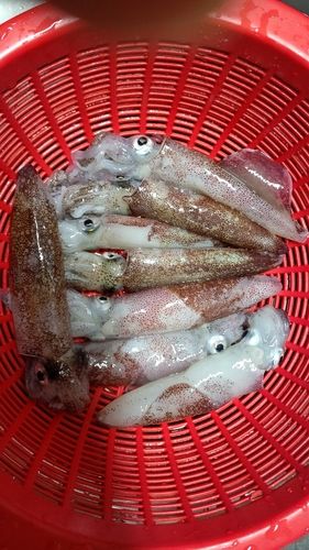 マメイカの釣果