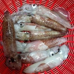 マメイカ