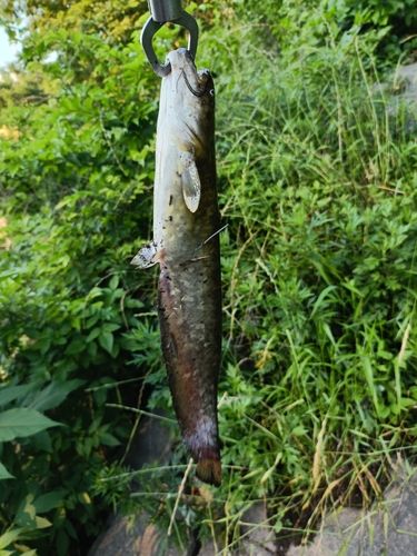 ナマズの釣果