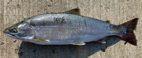 サクラマスの釣果