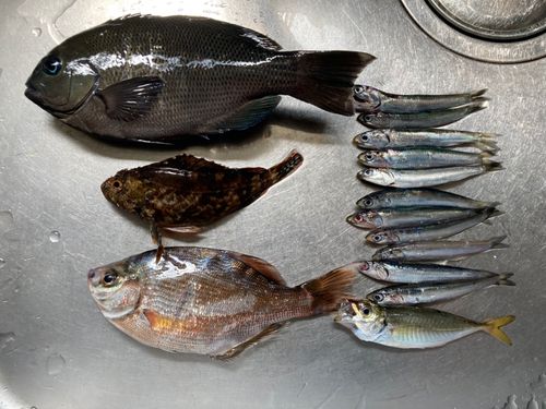 釣果