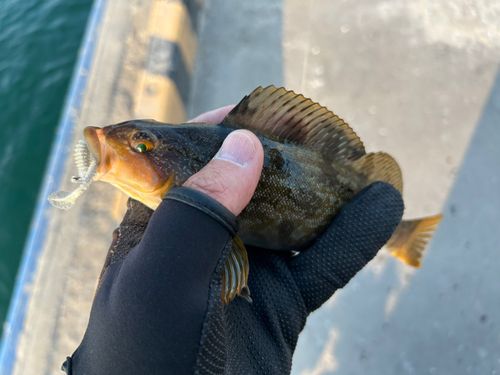 アイナメの釣果