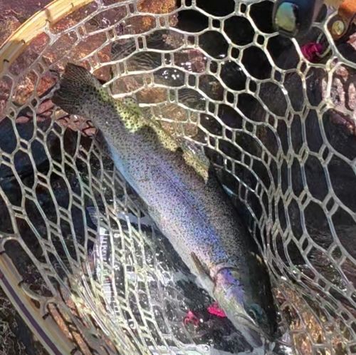 ニジマスの釣果