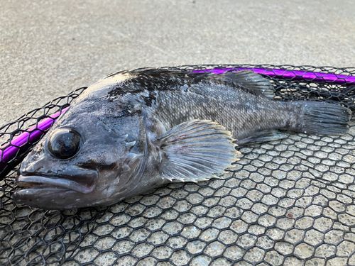 クロソイの釣果