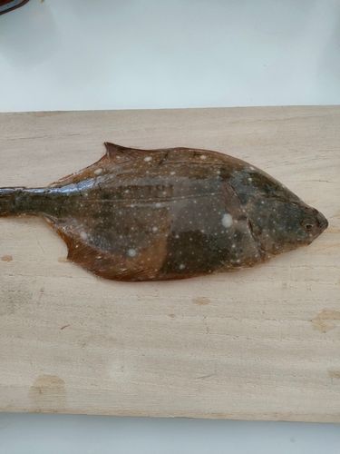 ヒラメの釣果