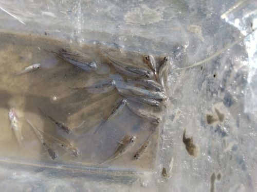 ハゼの釣果