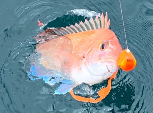 マダイの釣果