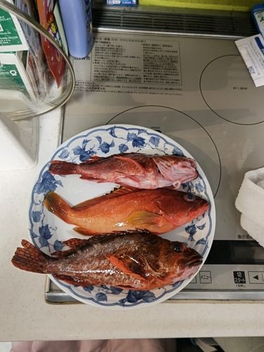 アカハタの釣果