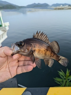 メバルの釣果