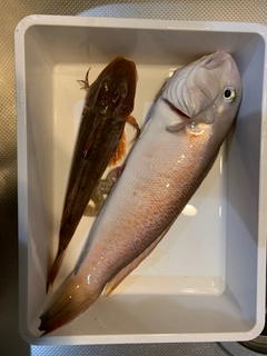 シロアマダイの釣果