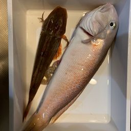 シロアマダイ