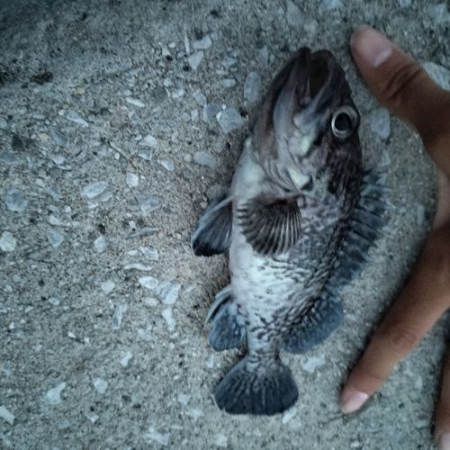 ソイの釣果