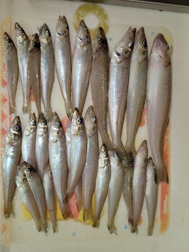 キスの釣果