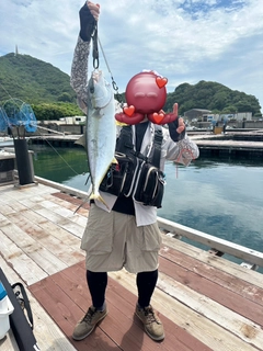 ヒラマサの釣果