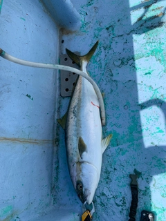 ヒラマサの釣果