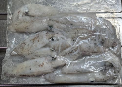 マメイカの釣果