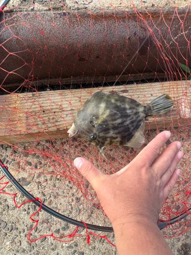 カワハギの釣果