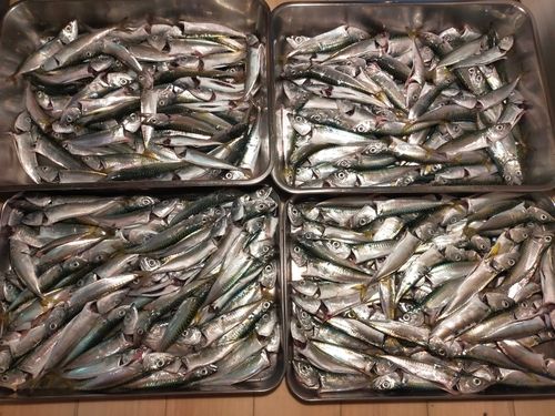 サバの釣果