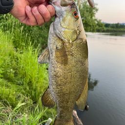 スモールマウスバス