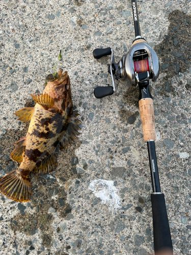 アイナメの釣果