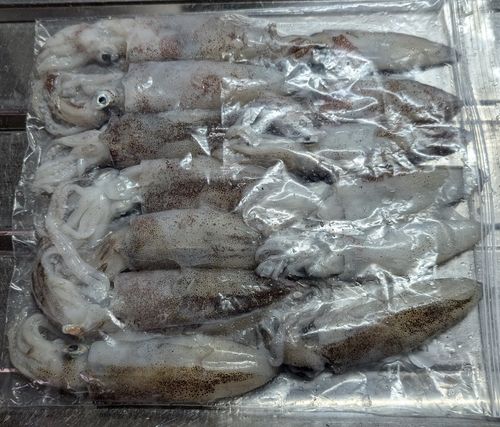 マメイカの釣果