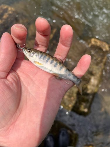 ヤマメの釣果