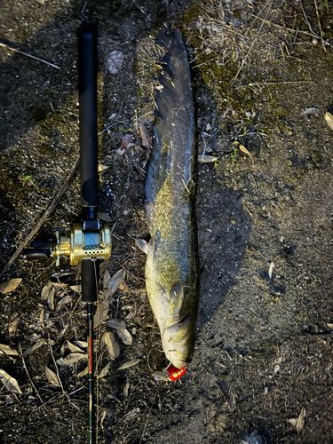ナマズの釣果